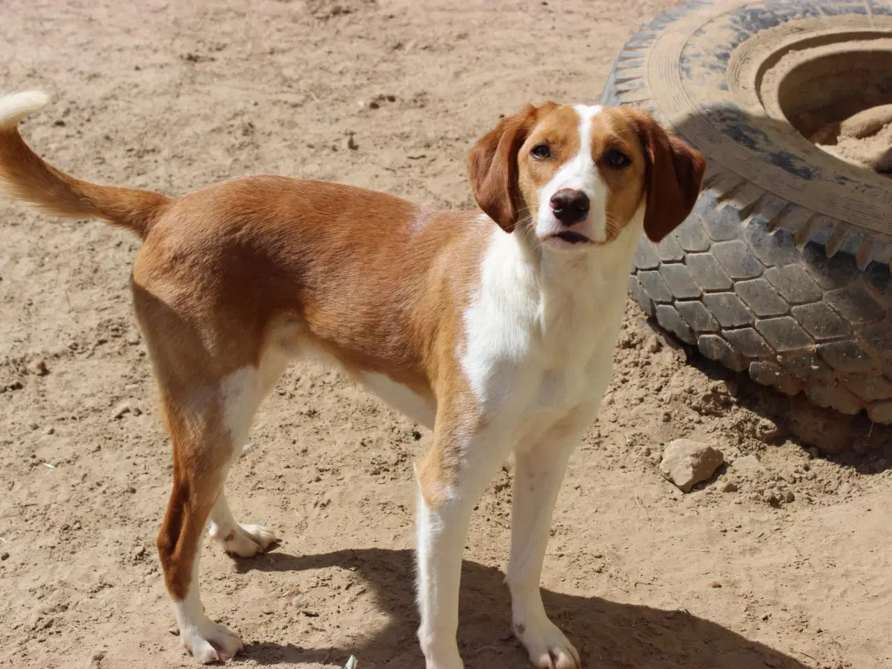Billede 4 - Søde Riga søger sit helt eget hjem