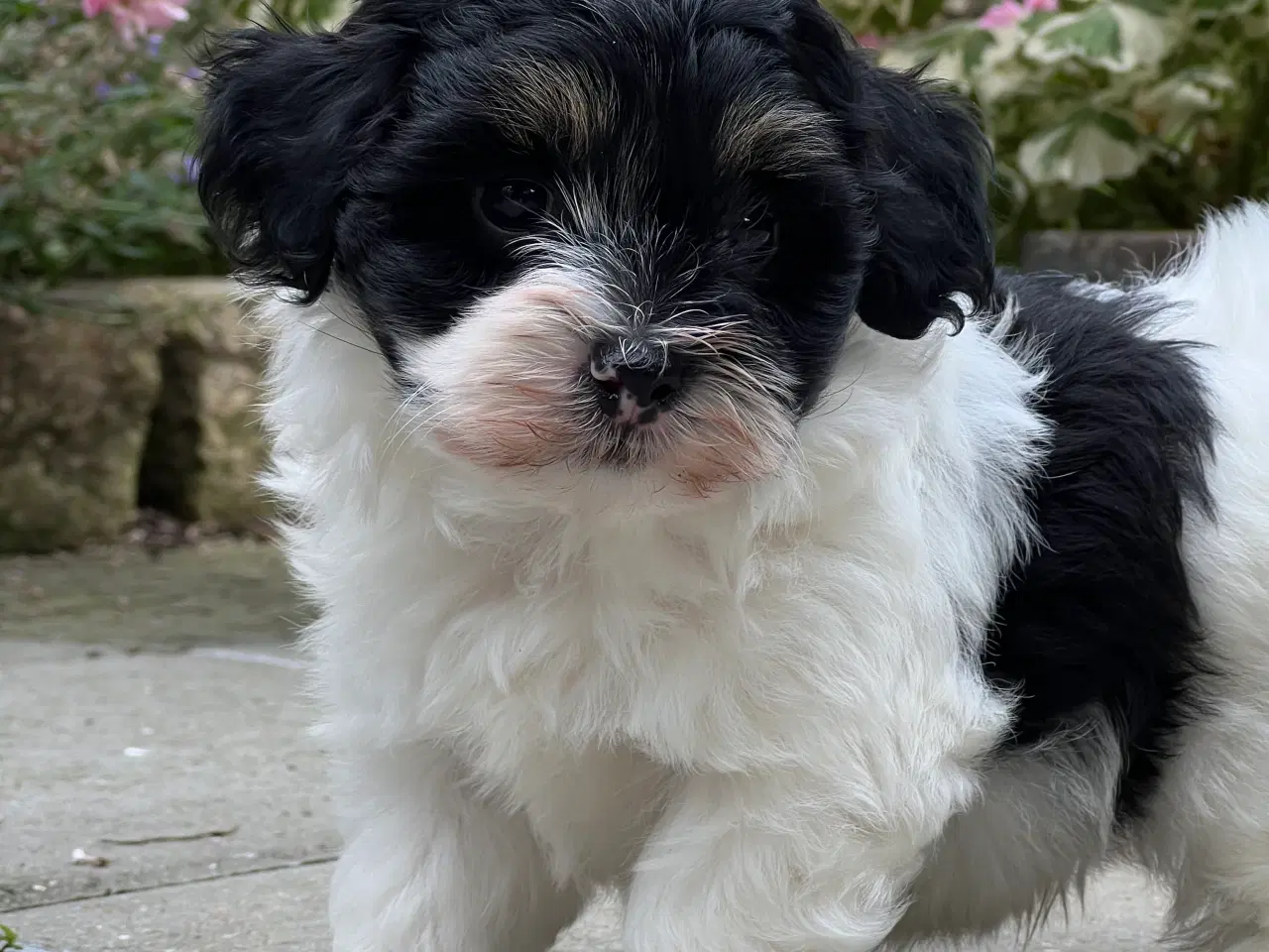 Billede 6 - 🌸Skønne Bichon Havanais 🌸