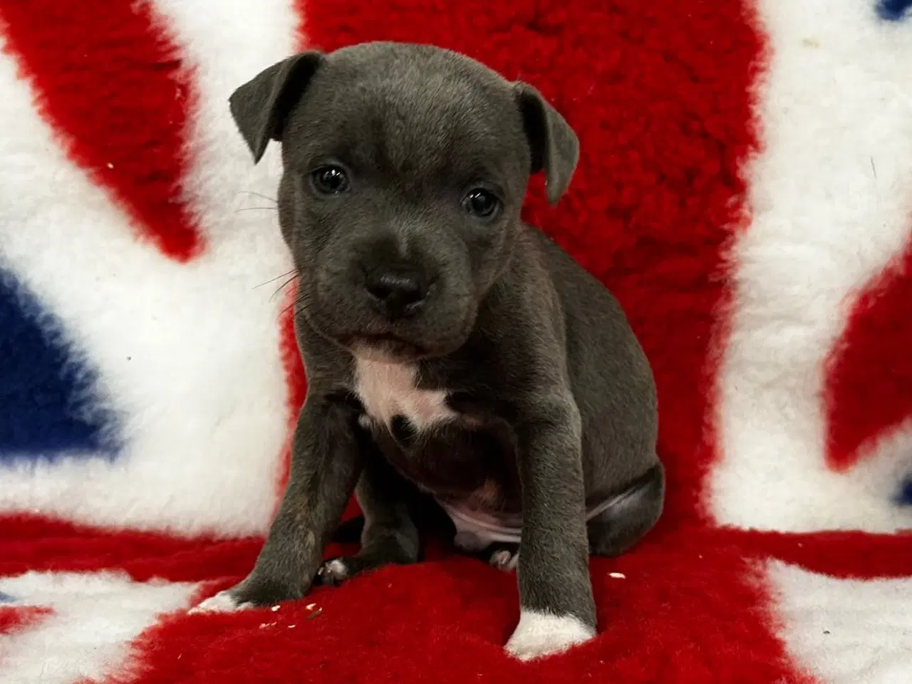 Billede 1 - Staffordshire Bull terrier hvalpe🩵🩷