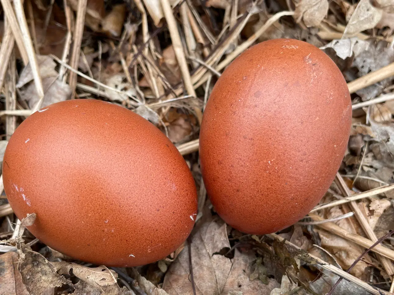 Billede 3 - Rugeæg