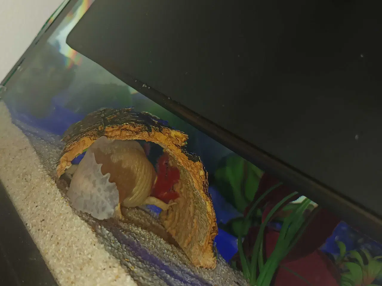 Billede 2 - Axolotl hanner