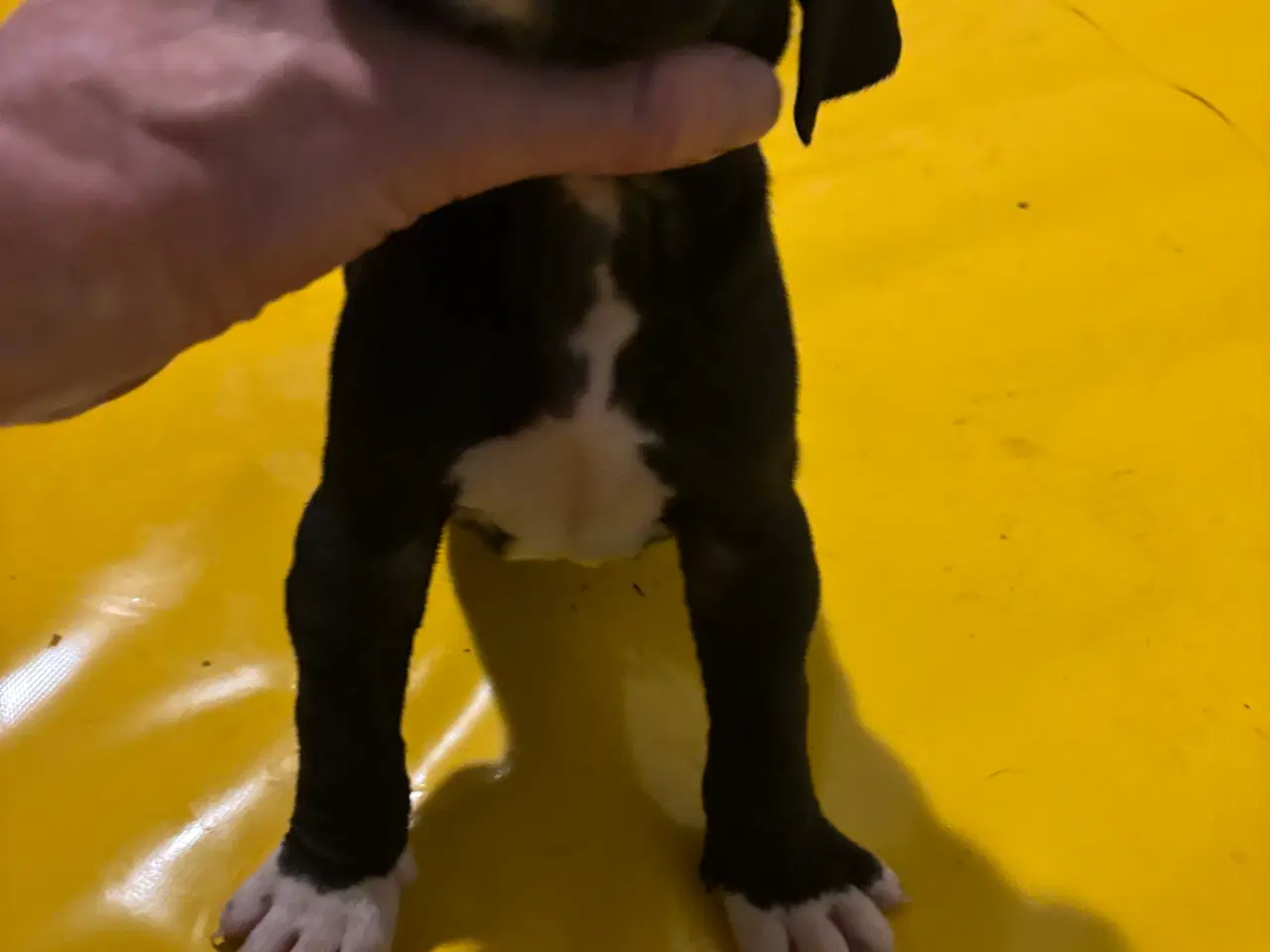 Billede 5 - Grand Danois hvalpe