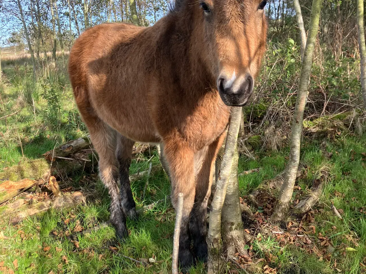 Billede 2 - Ponyføl, hingste