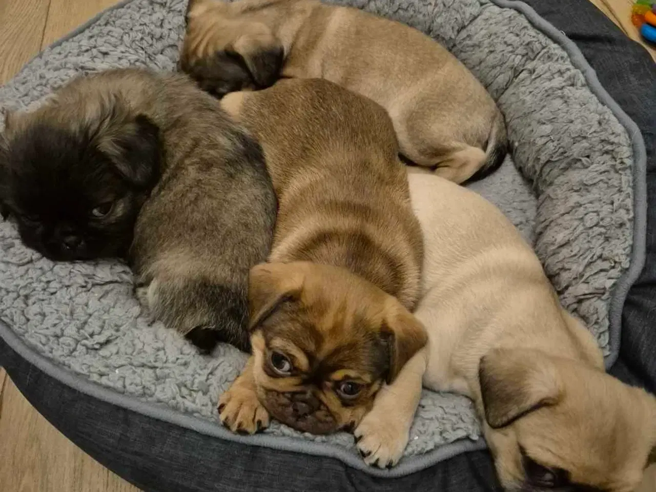 Billede 1 - Sødeste blandingshvalpe Mops/pekingeser/chihuahua 