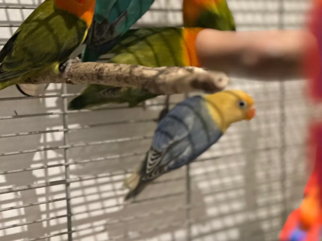 Billede 8 - Dværvpapegøjer