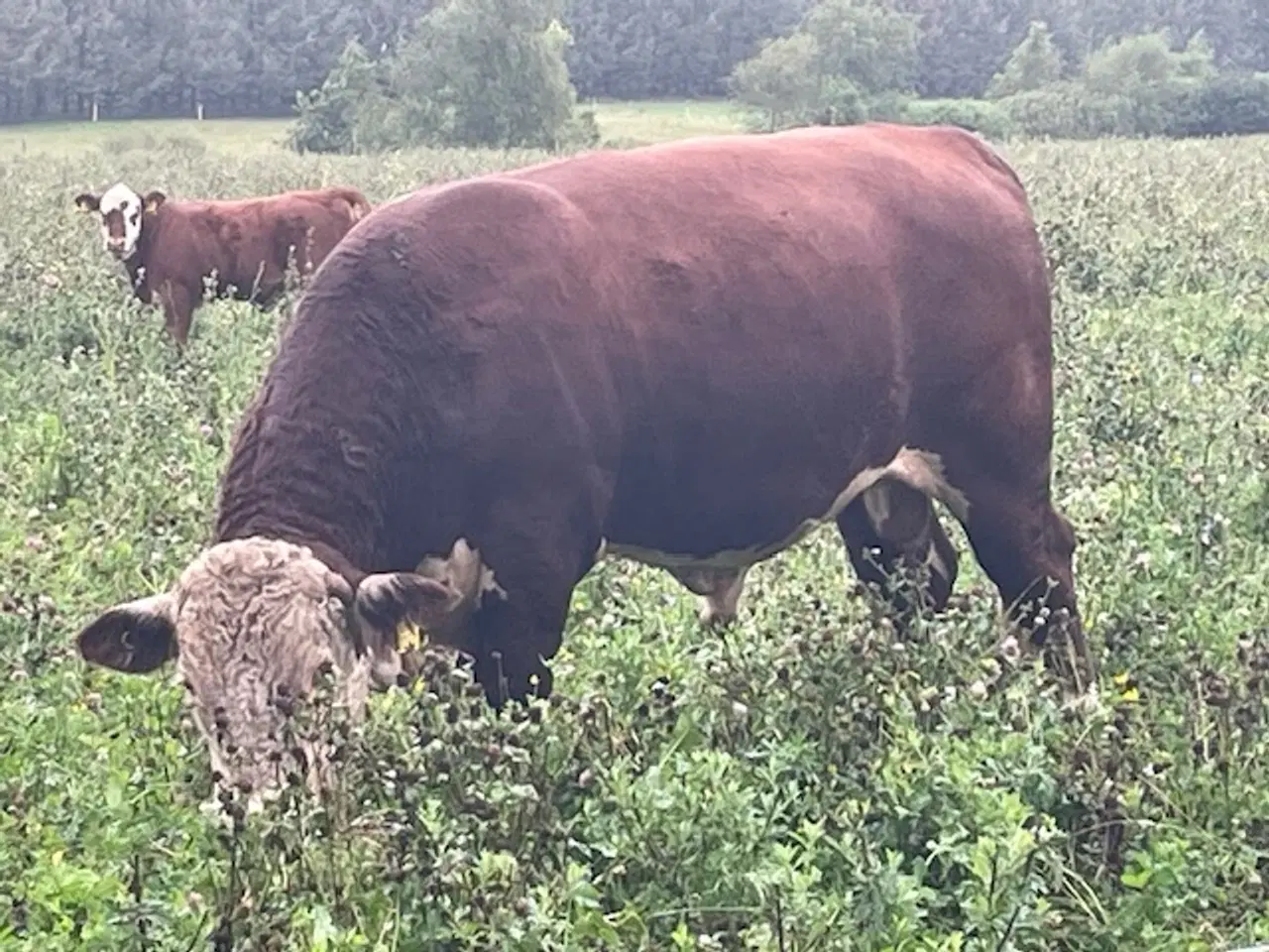 Billede 3 - Hereford avls tyr