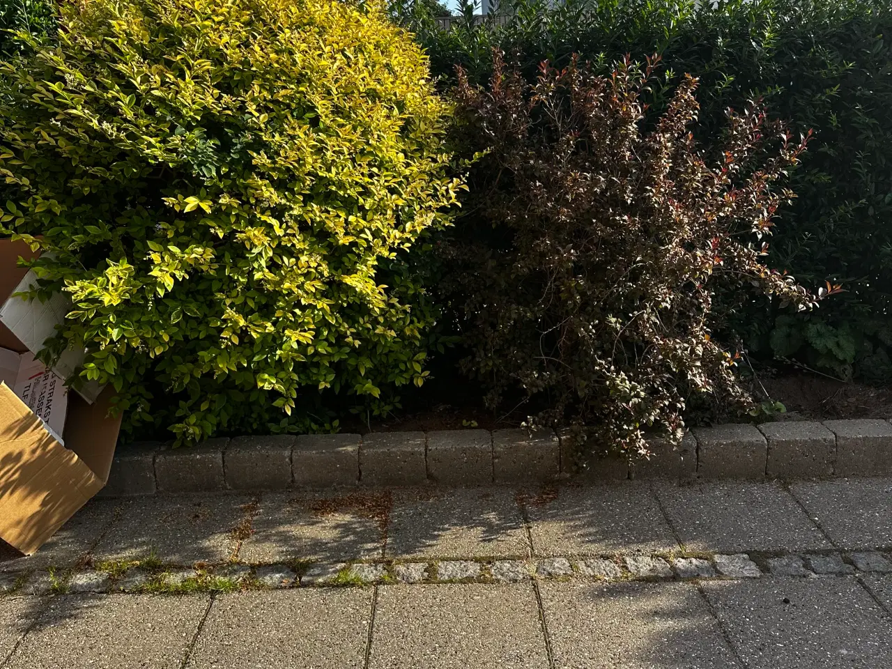 Billede 6 - Rhododendron, buskbom samt andre planter