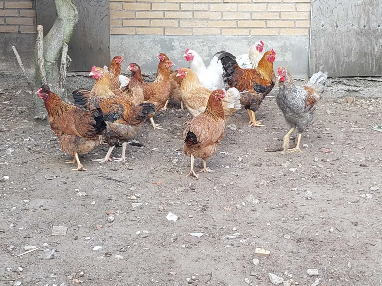 Billede 5 - Hanekyllinger i flere farver