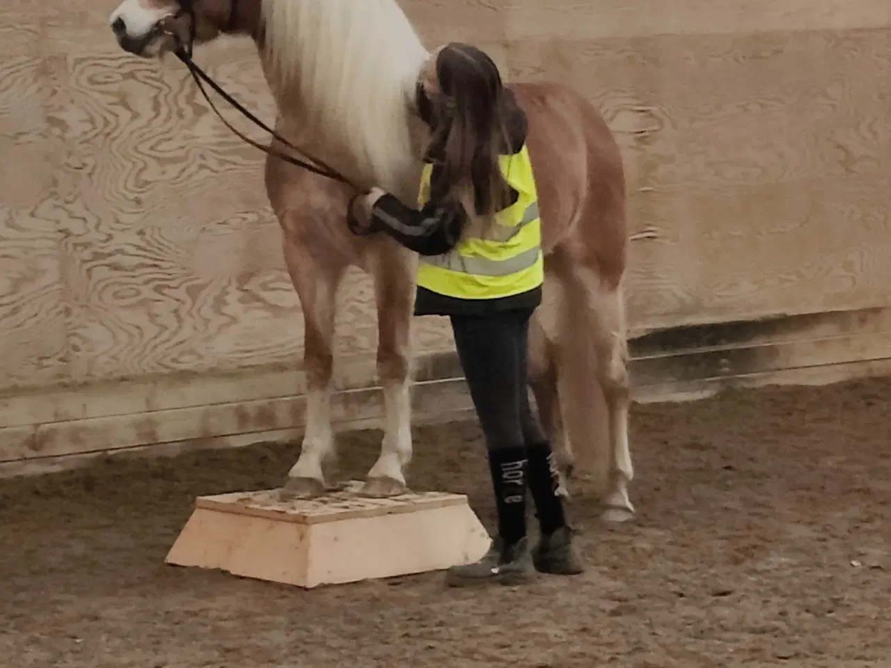 Billede 11 - Smuk, kåret haflinger 