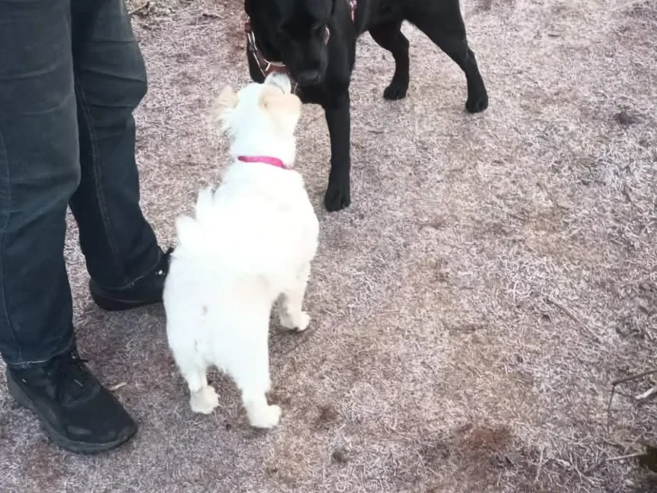 Billede 11 - Molly - kærlig glad pige leder efter sit hjem