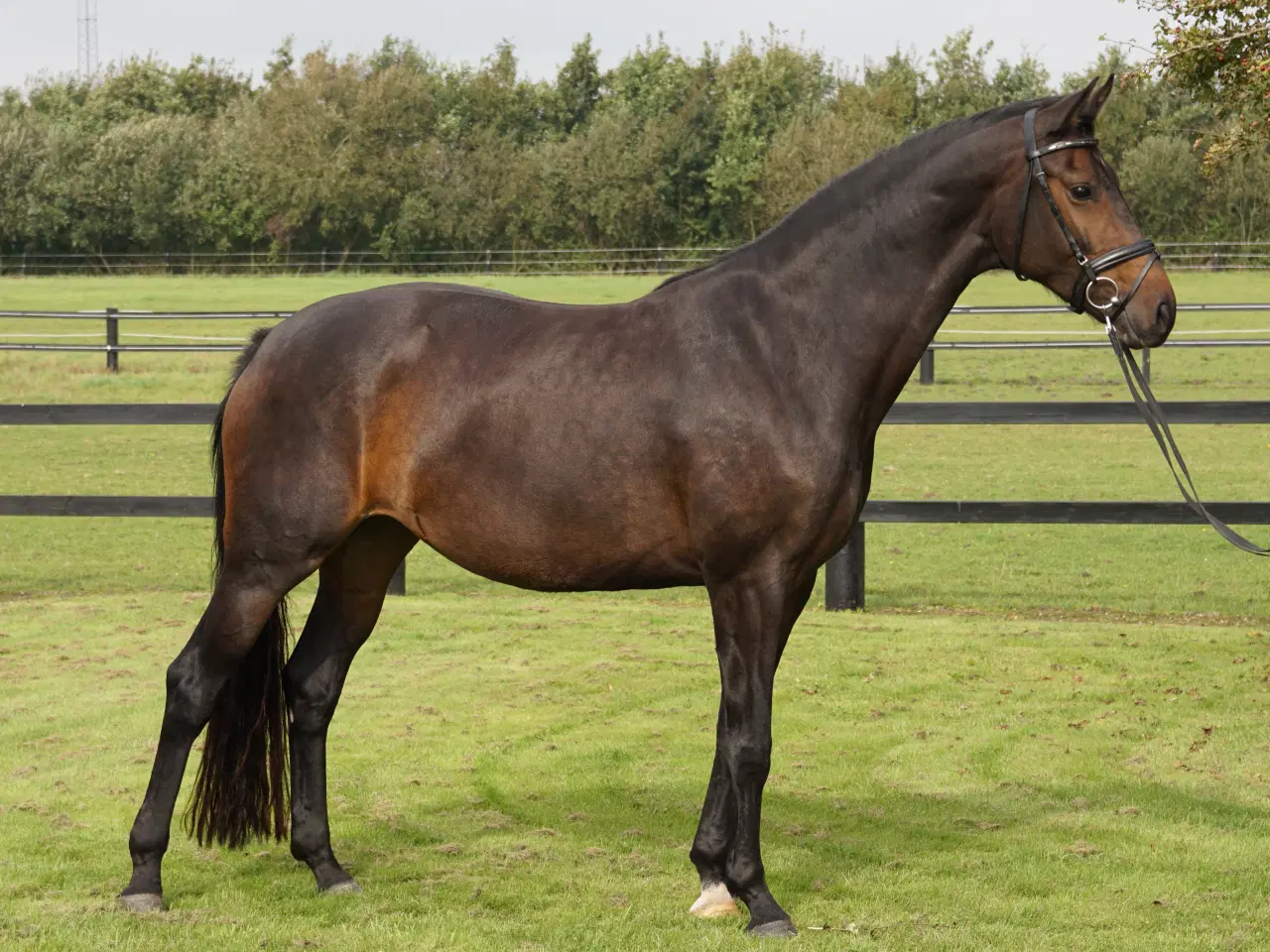 Billede 2 - DV Hovedstambogs avlshoppe