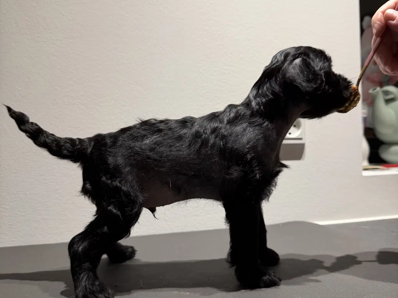 Billede 6 - Chinese crested/Kinesisk hårløs, allergivenlige