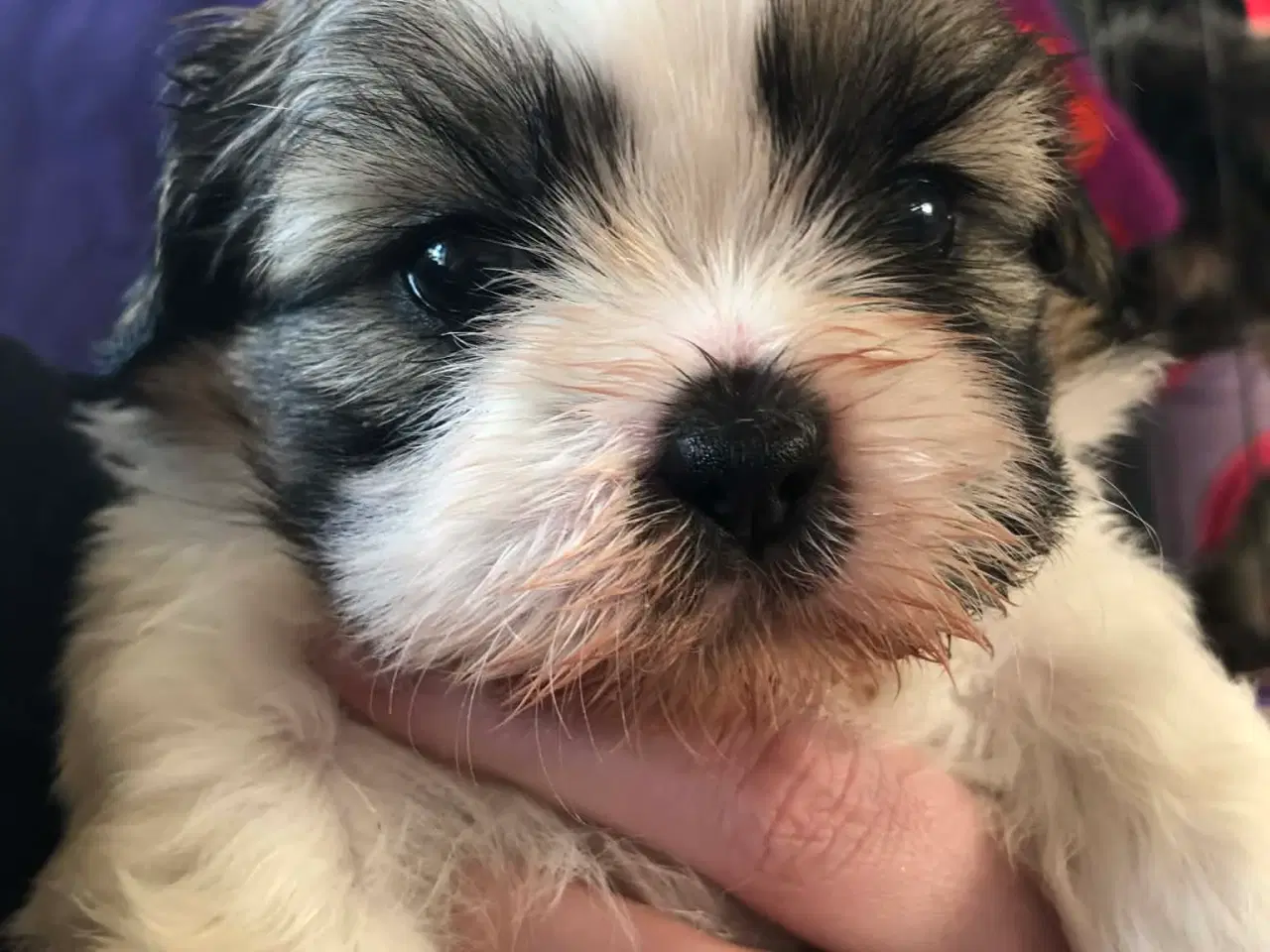Billede 7 - Shih tzu hvalpe 5 uger med stamtavle