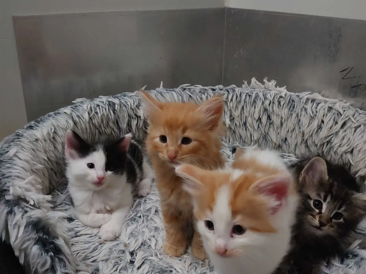 Billede 6 - Norsk skovkat