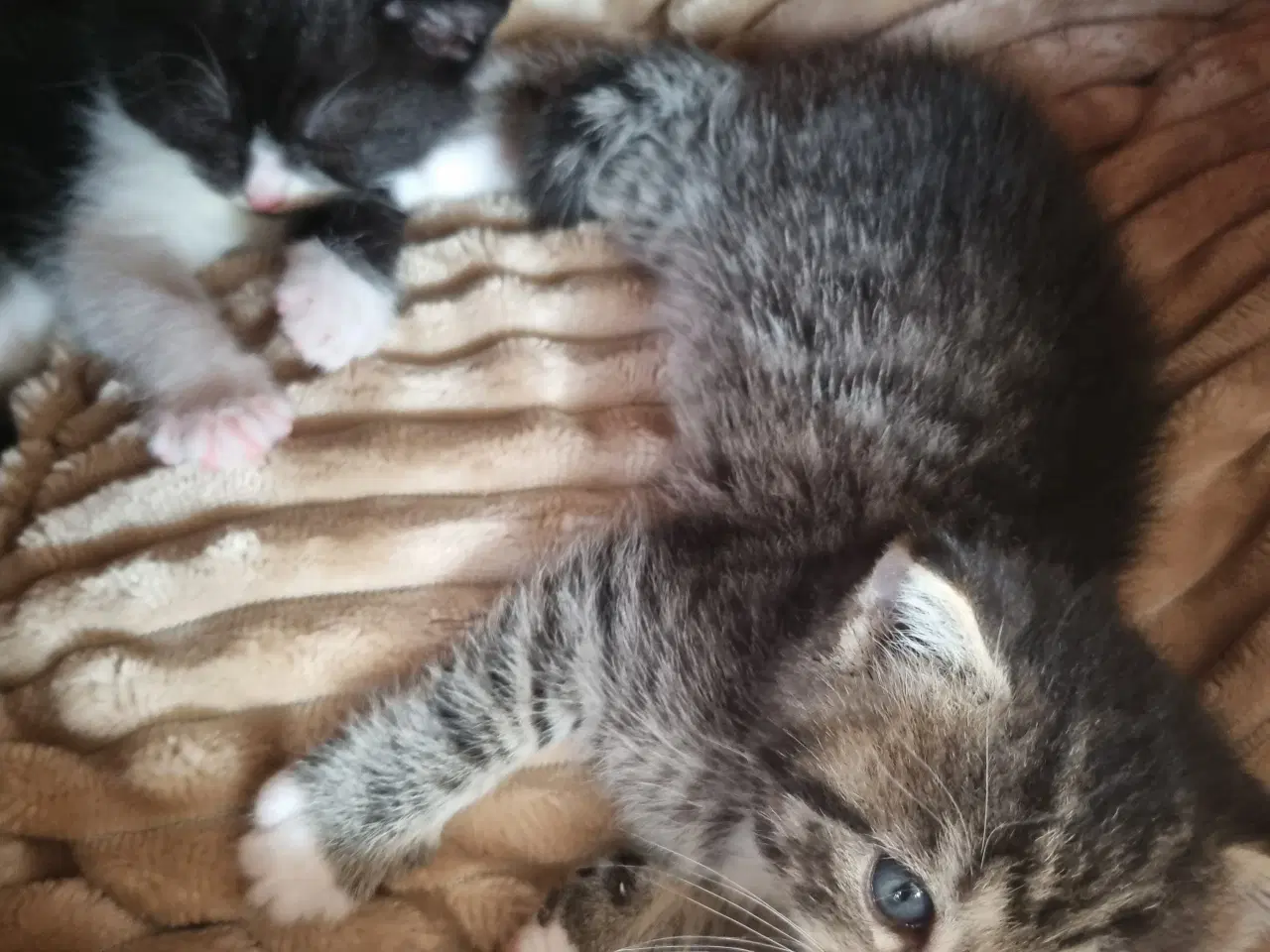 Billede 2 - Sødeste Tulle kat