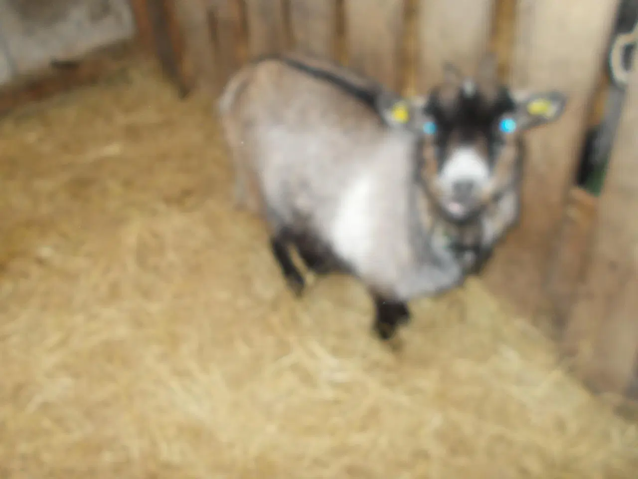 Billede 1 - dværggeder