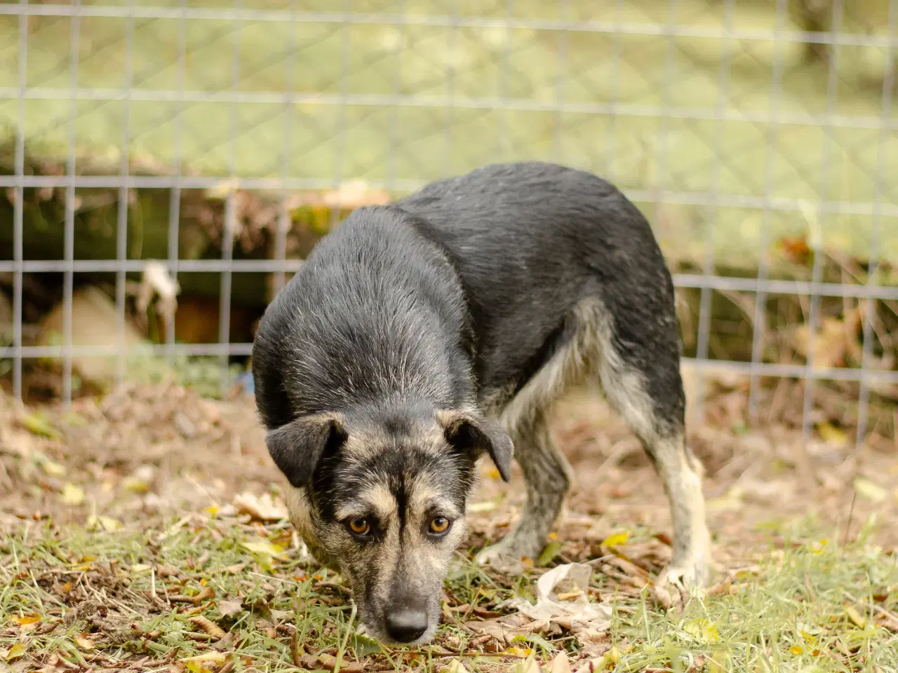 Billede 4 - Skønneste Mona søger sit helt eget hjem