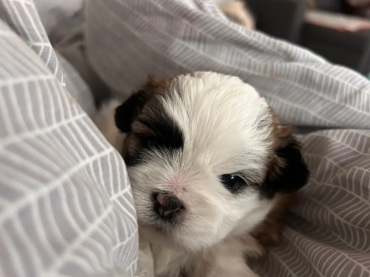 Billede 1 - Shih Tzu / Malteser hvalp til salg.( Boomer ) Pige