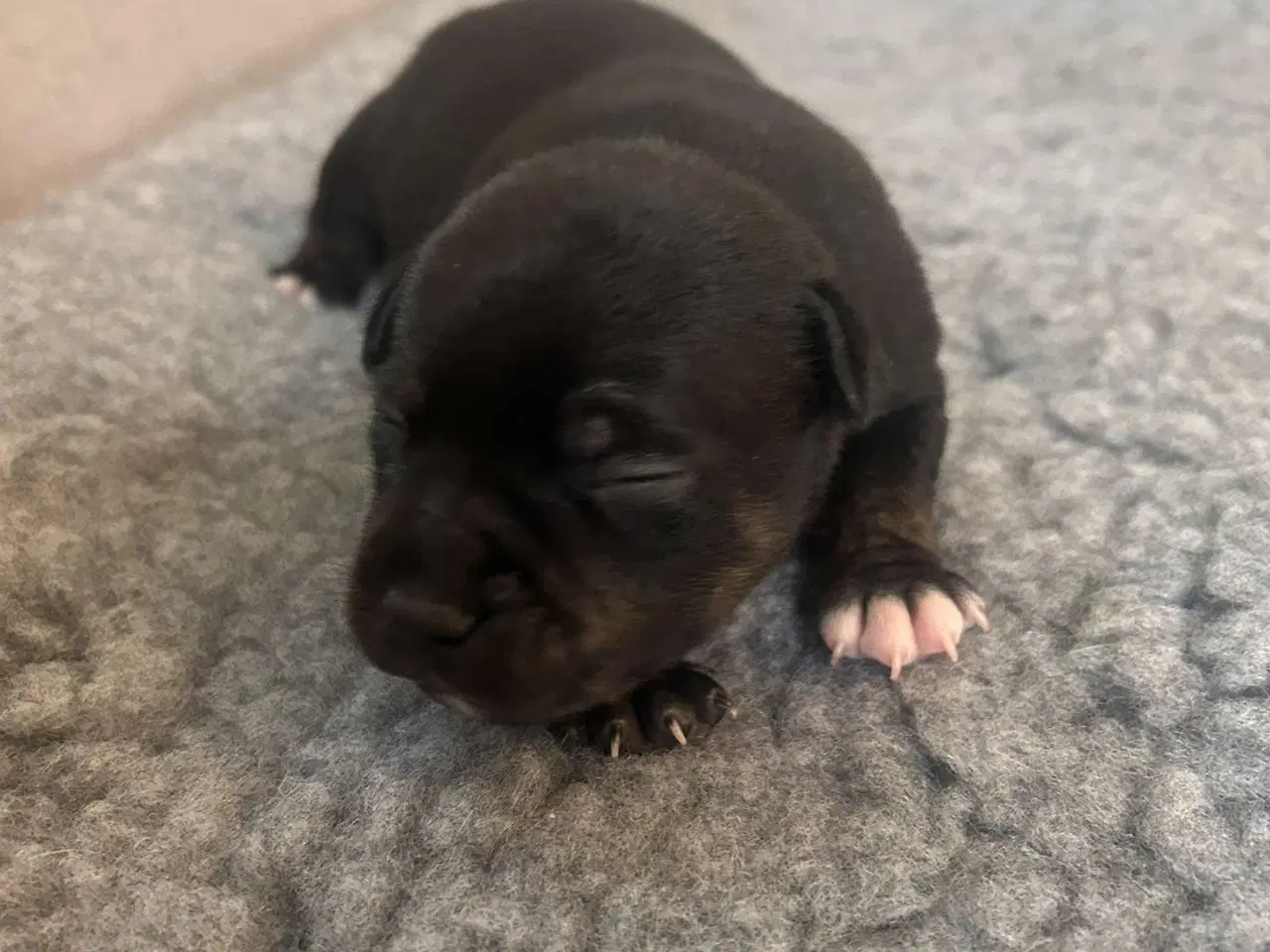 Billede 4 - Engelske stafford Bull terrier stadfy