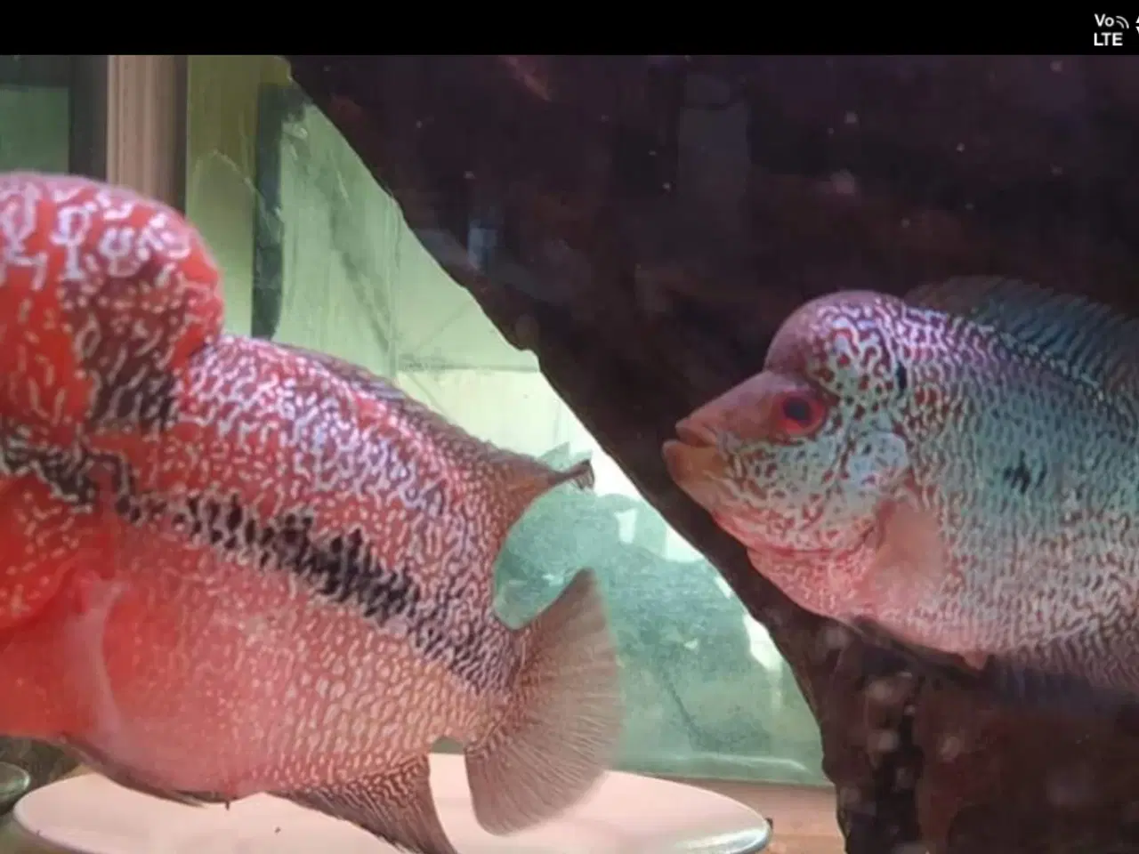 Billede 1 - Flowerhorn par