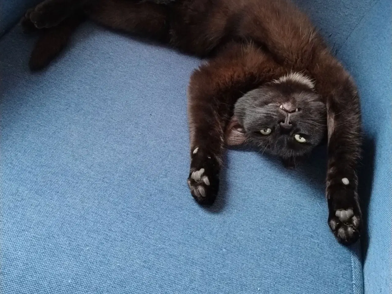 Billede 1 - Sød og nem nussemis 