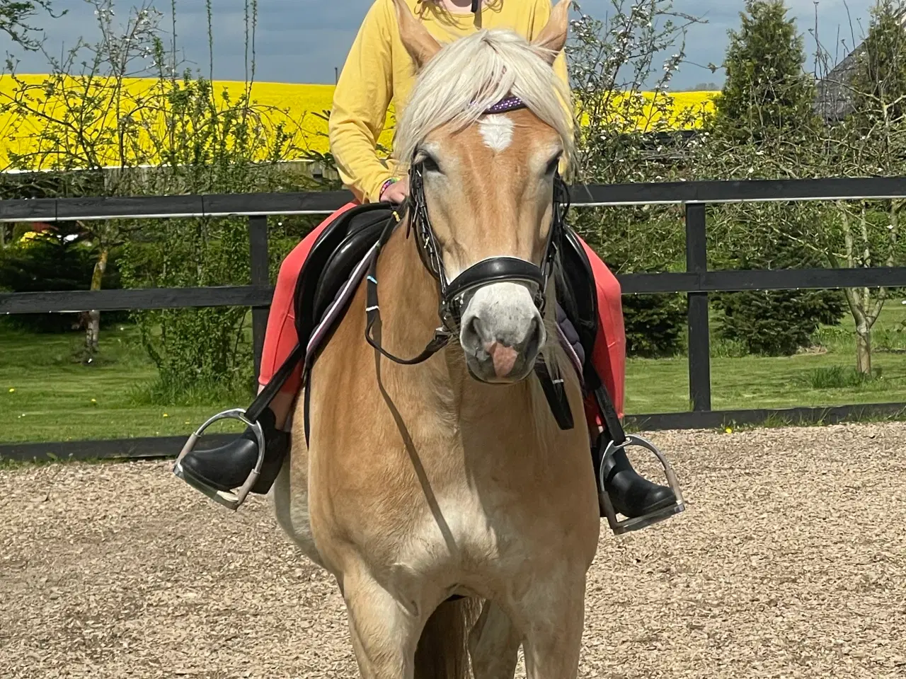 Billede 1 - 5 års haflinger 