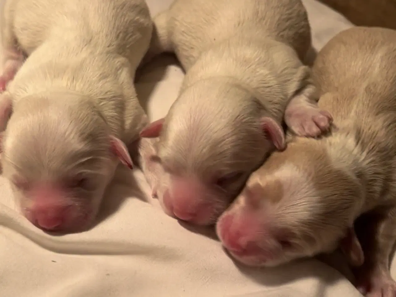 Billede 6 - Små allergivenlige blandingshvalpe