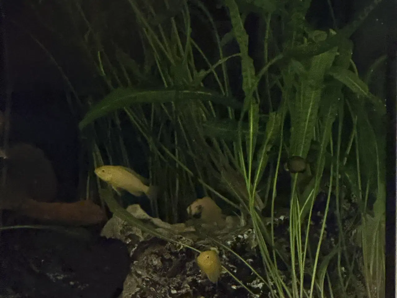 Billede 5 - Malawi cichlider – 20-25 stk med lidt yngel