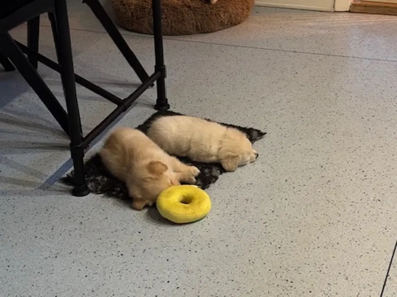 Billede 12 - Små uldtotter søger nyt hjem