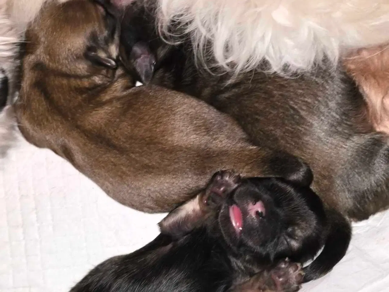 Billede 10 - Smuk dreng tilbyder parring