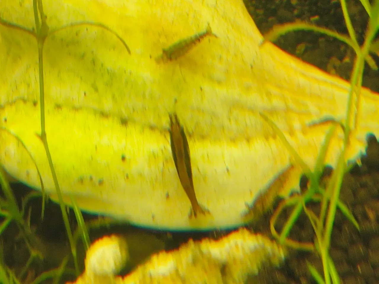 Billede 2 - Gubby, rejer, Helena snegle