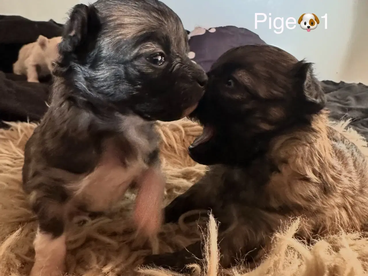 Billede 4 - Skønne chihuahua blandings hvalpe 