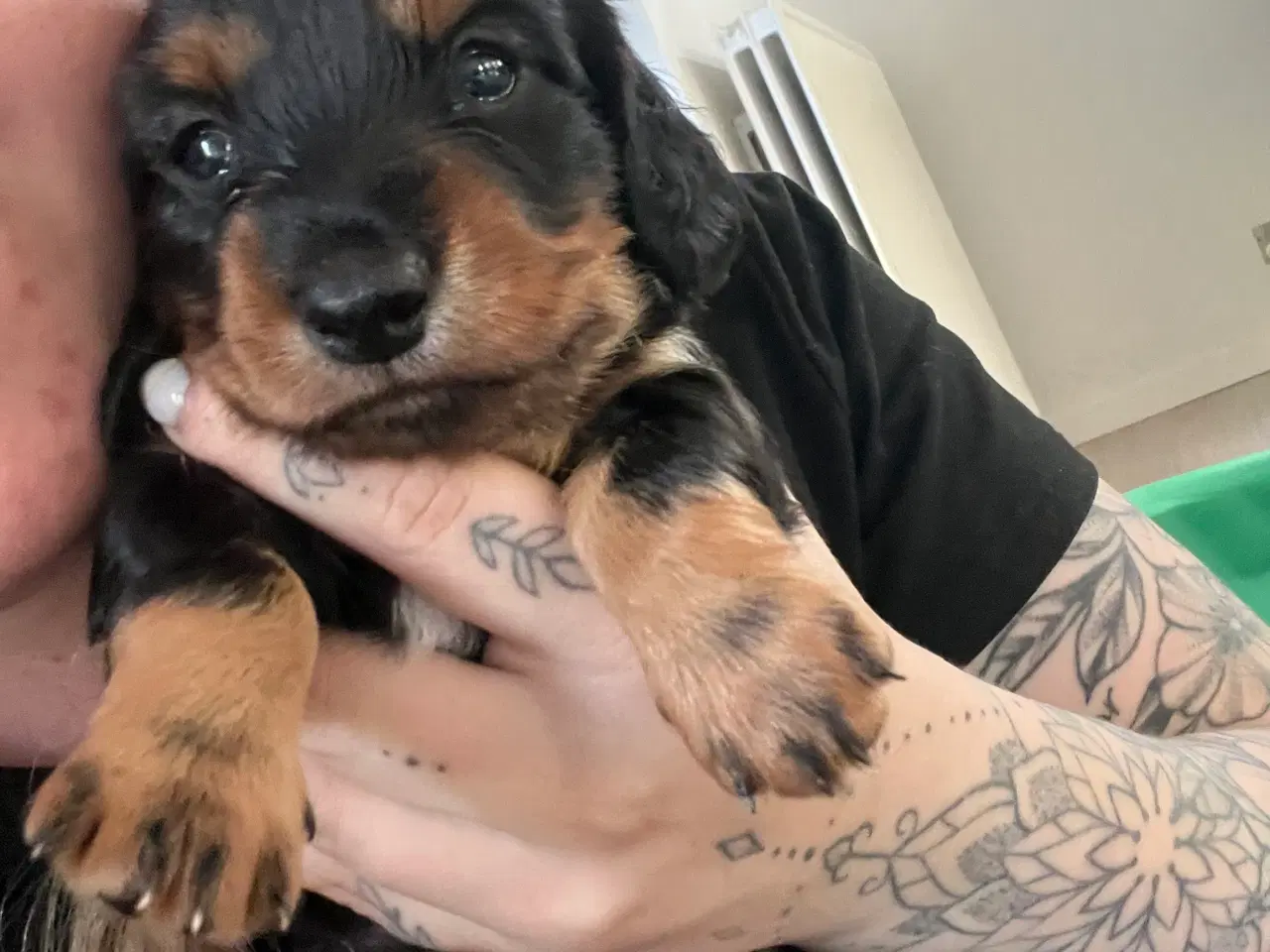 Billede 4 - Gravhunde hvalpe 