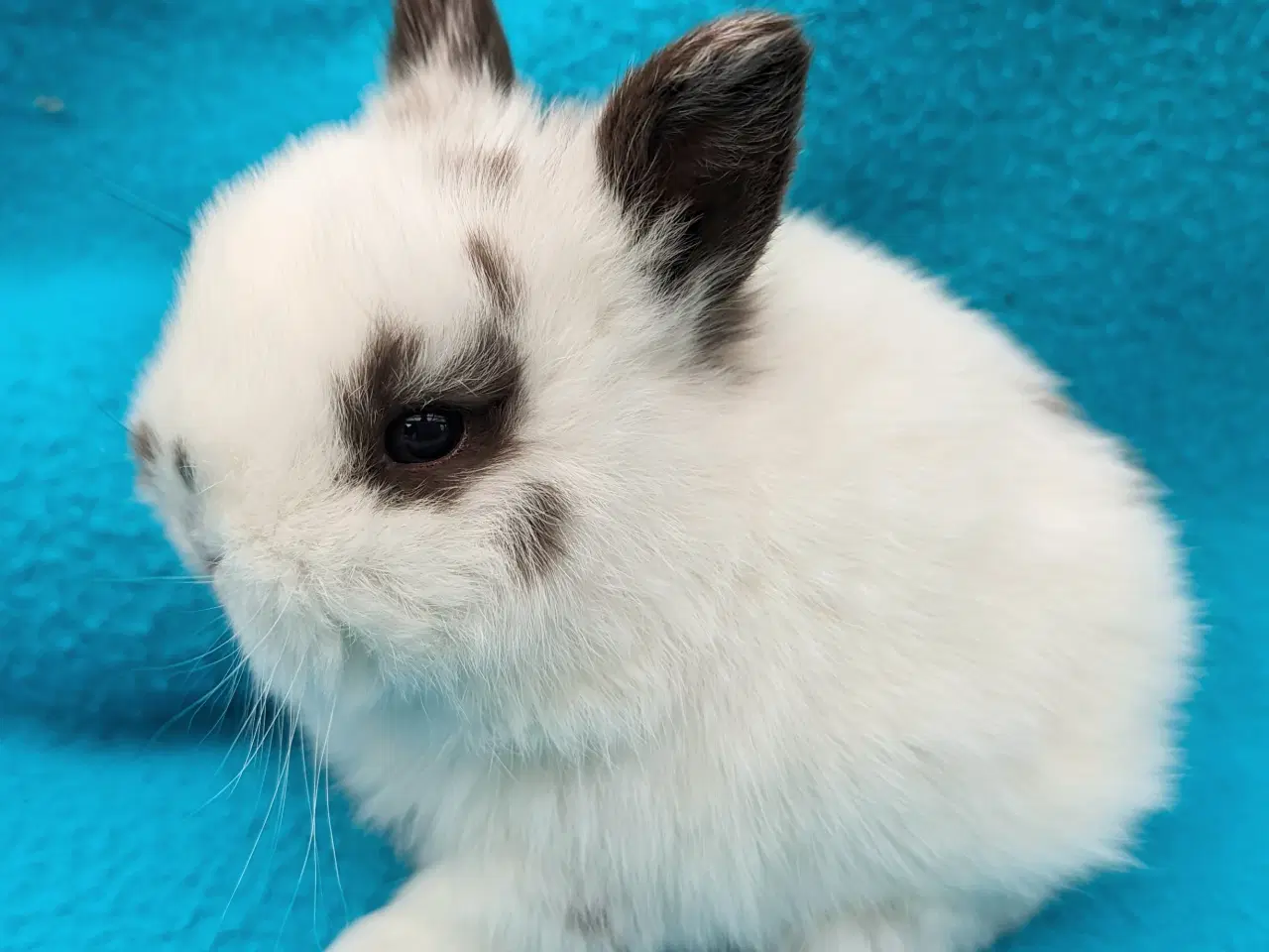 Billede 2 - Hermelin/minilop kaninunge sælges 