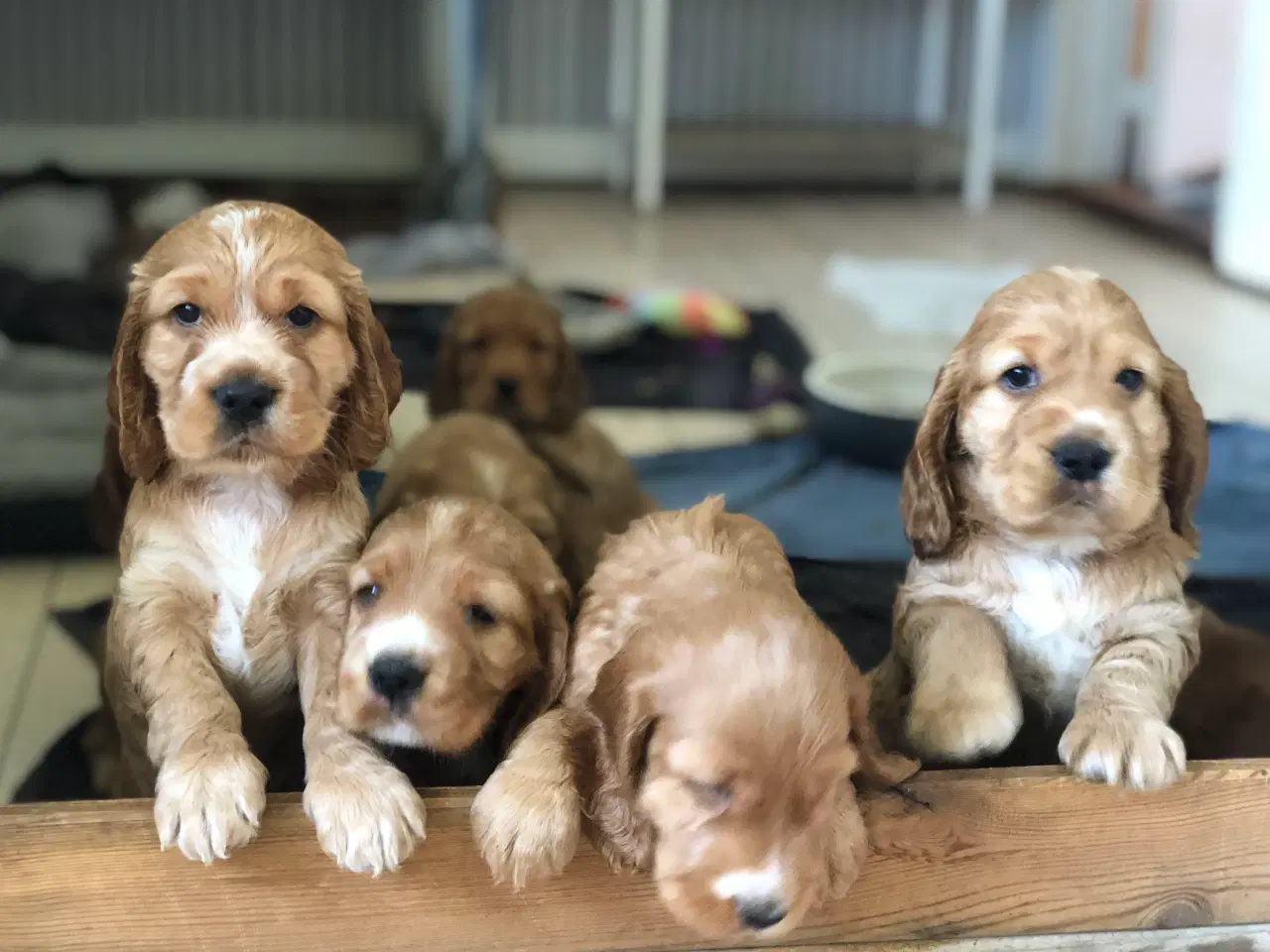 Billede 5 - Engelsk Cocker spaniel