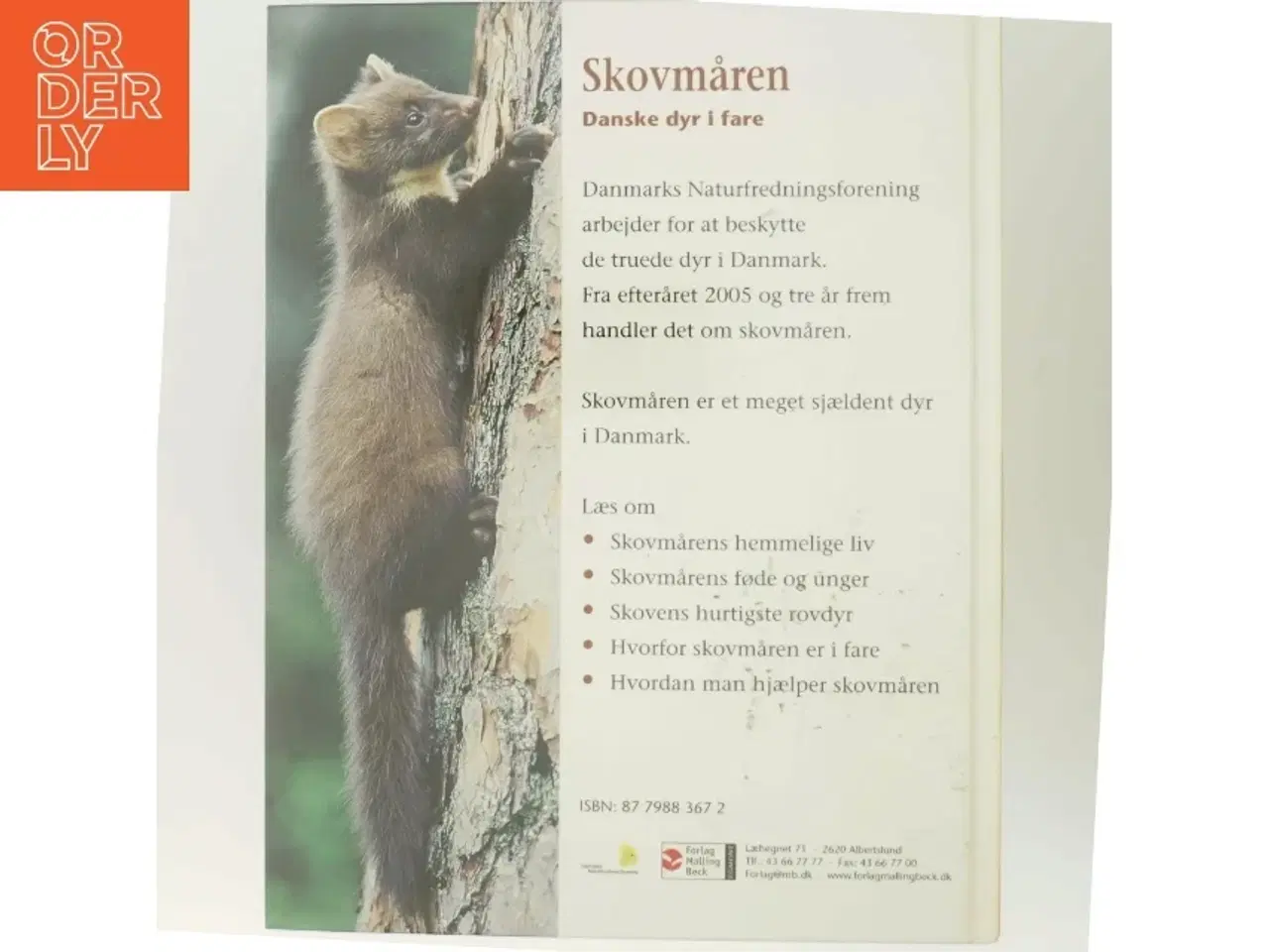 Billede 3 - Skovmåren - Danske dyr i fare fra Forlaget Malling Beck