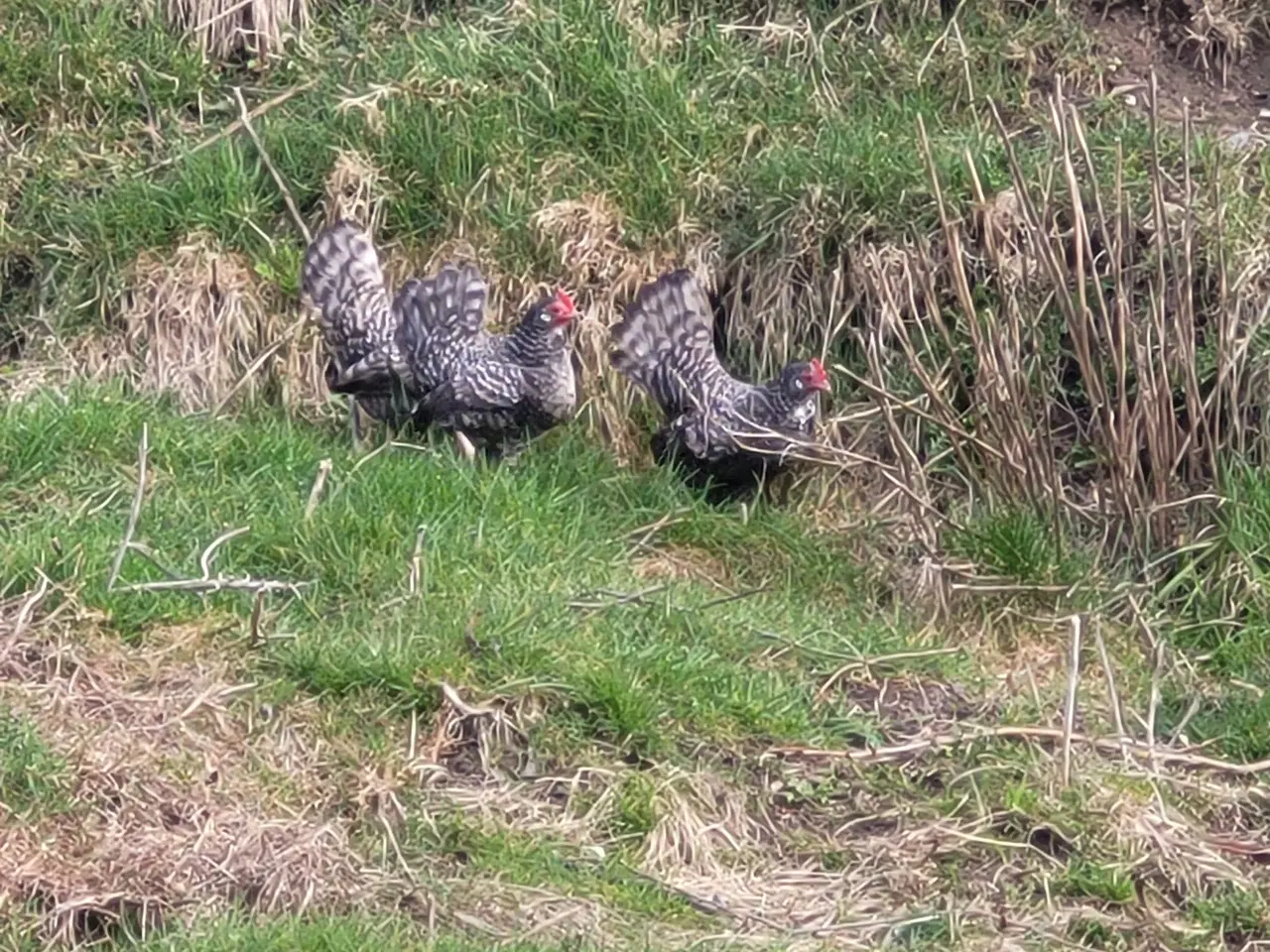 Billede 5 - 4 Dværg høns. Tværstribet hollandske dværge