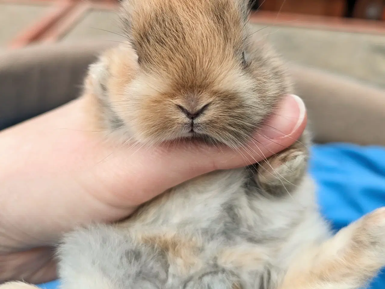 Billede 5 - Hermelin kaninunge sælges 