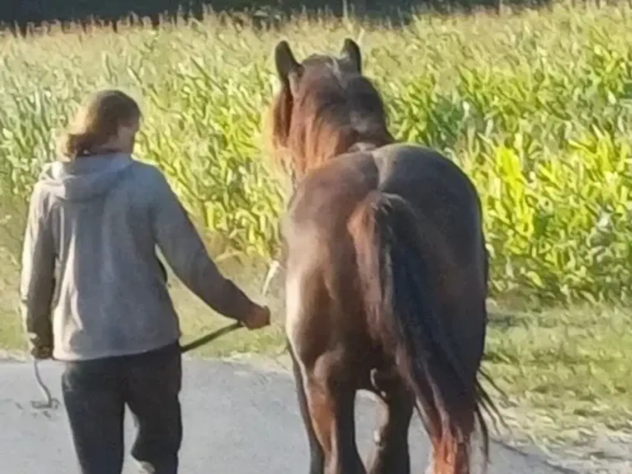 Billede 7 - Jysk hest, 2 års hingst