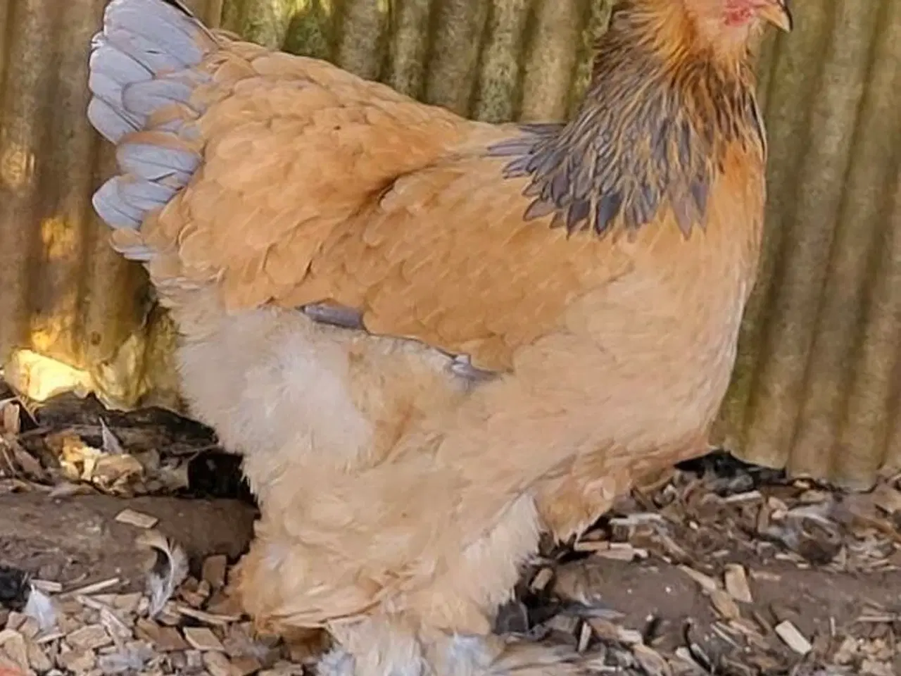 Billede 4 - Brahma rugeæg