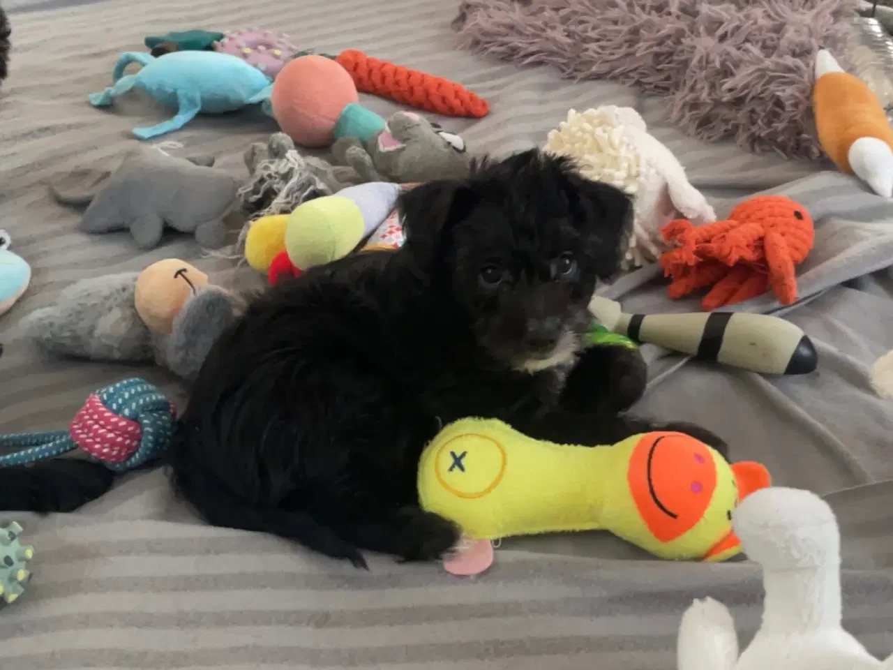 Billede 4 - En skøn hvalpedreng søger sit nye hjem 🐶❤️