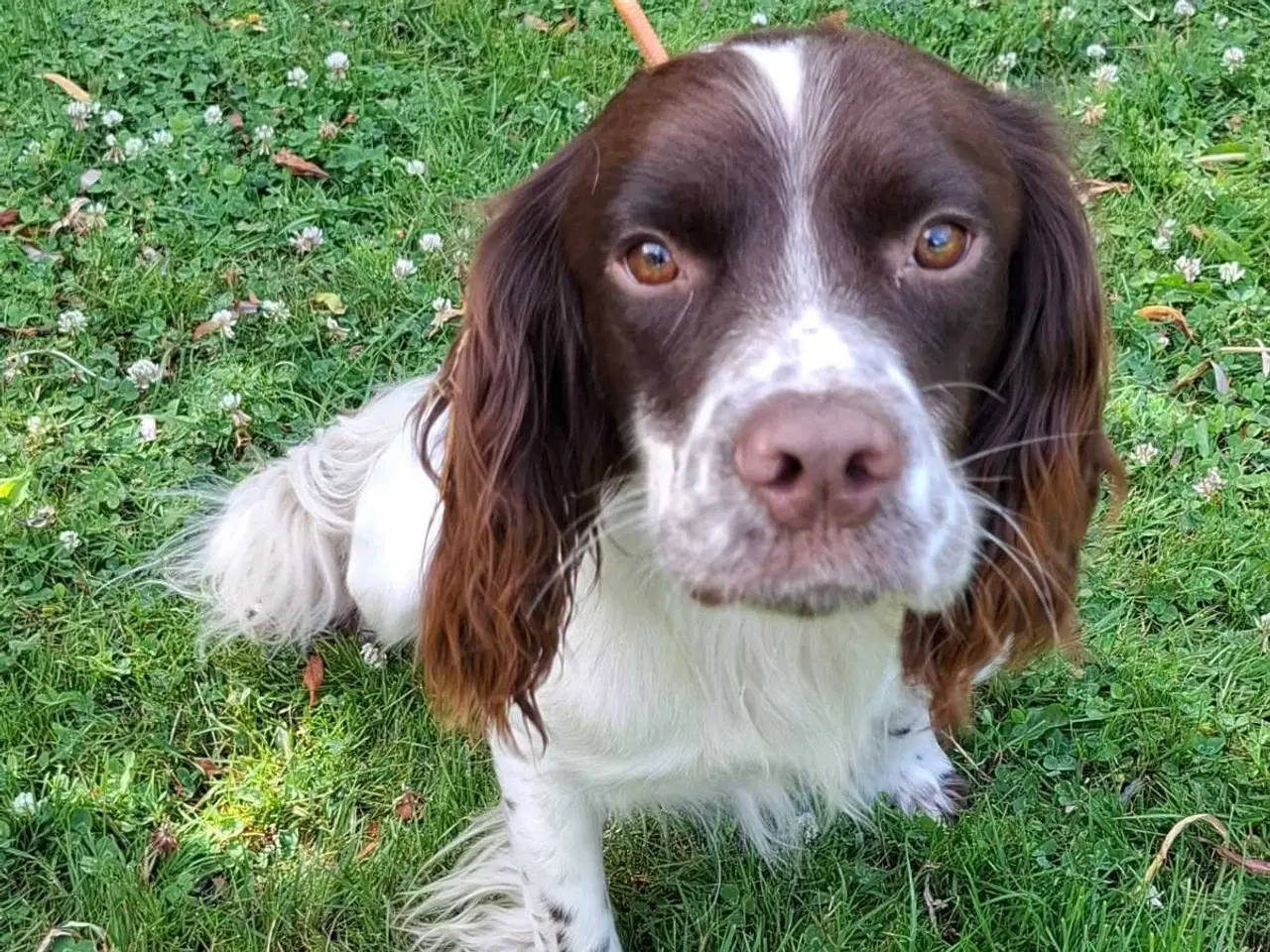 Billede 8 - Springer Spaniel hvalpe