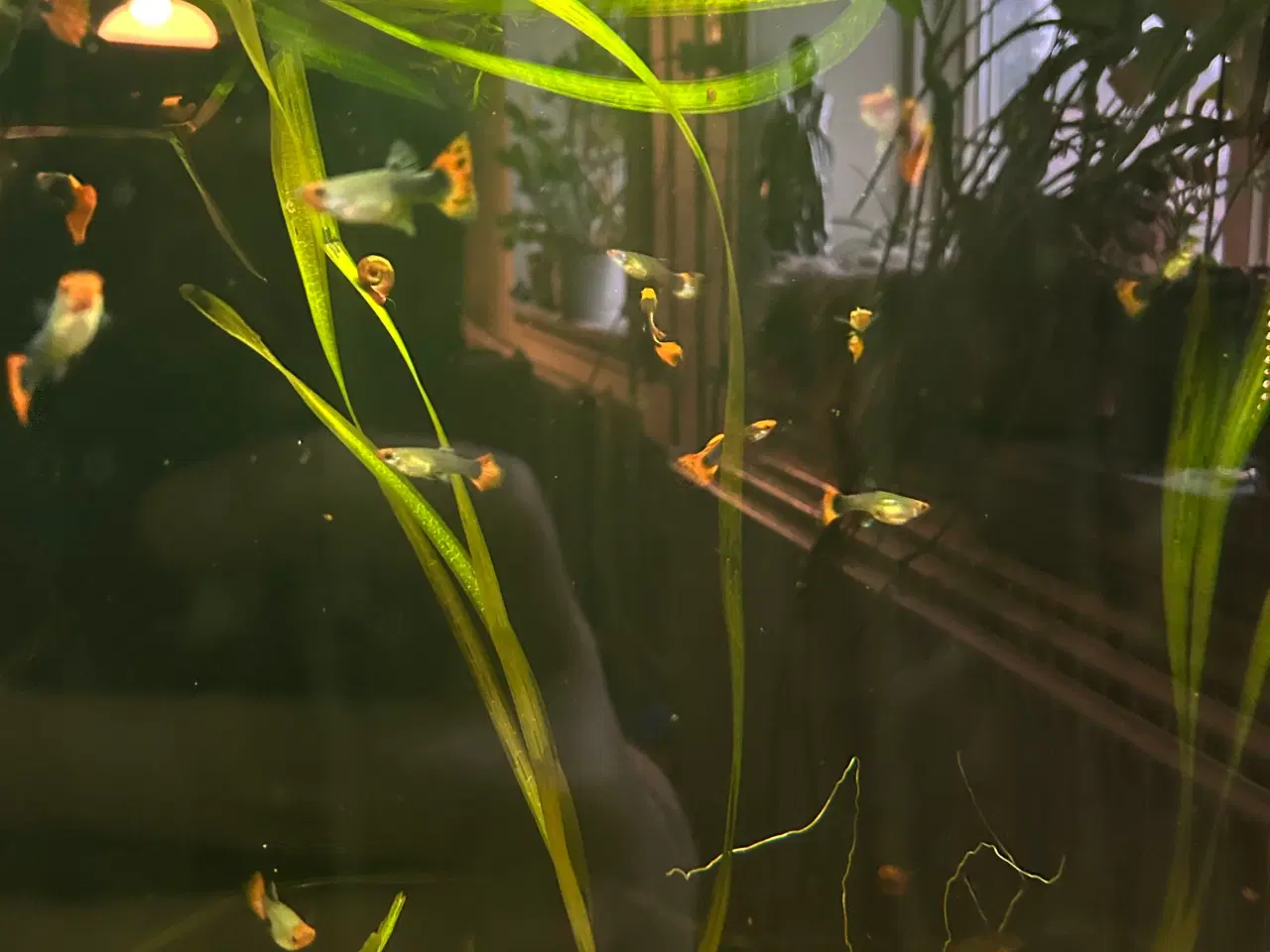 Billede 8 - ❤️🐟 Rednose Dumbo Guppy – Smuk Kontrast (unger)