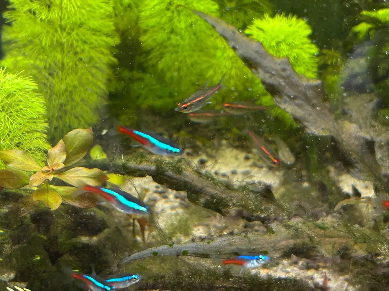 Billede 4 - 🐟 Neonfisk sælges – god stimepris | Viby J