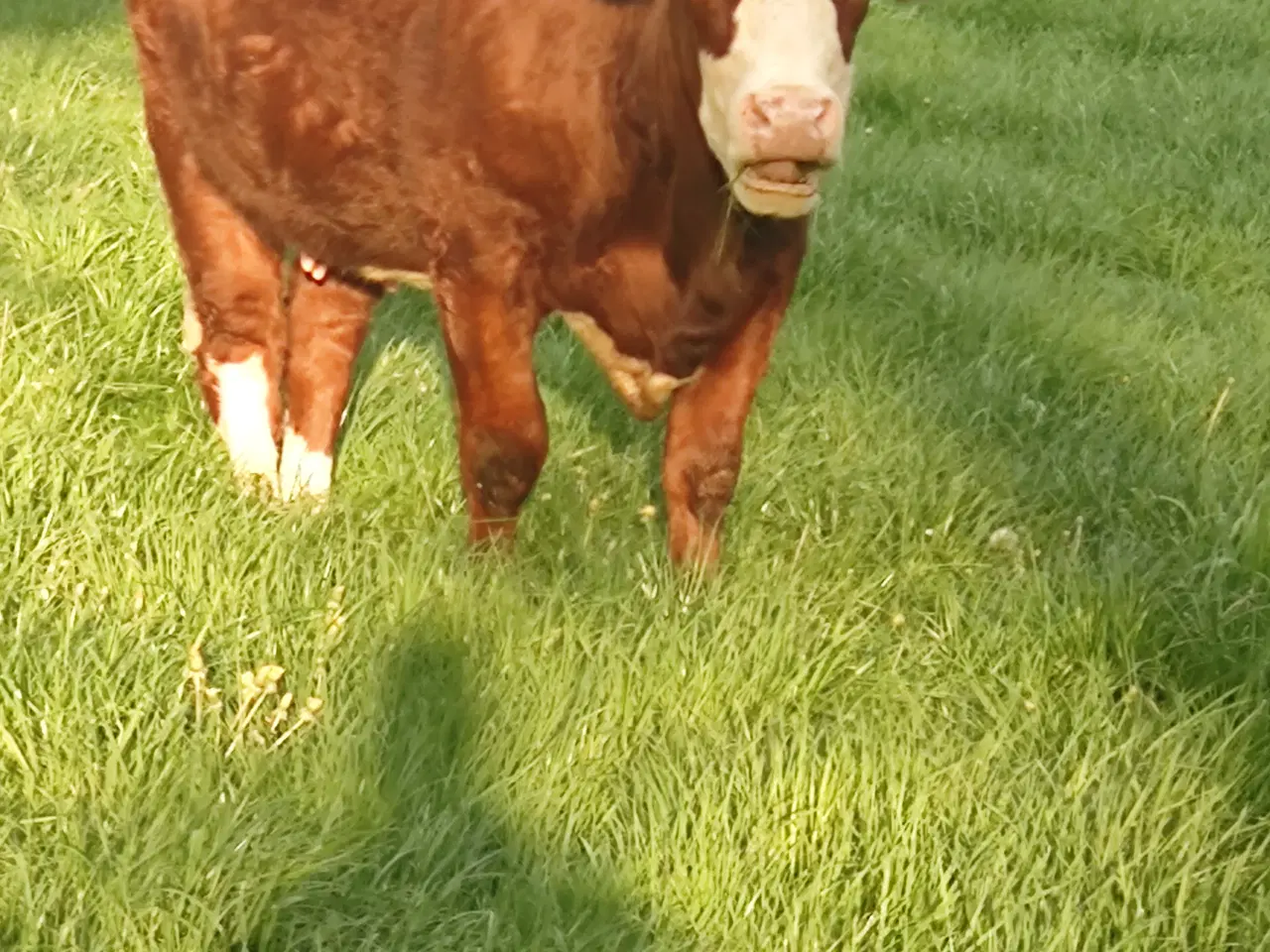 Billede 3 - Simmentaler 