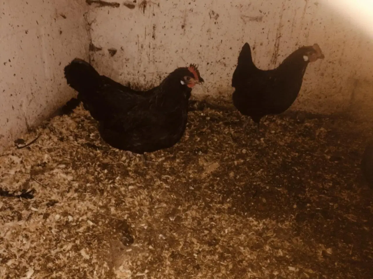 Billede 3 - Danske landhøns i sorte og gråtavlede 