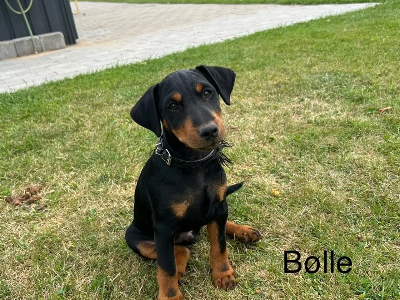 Billede 2 - Tysk jagtterrier hvalpe