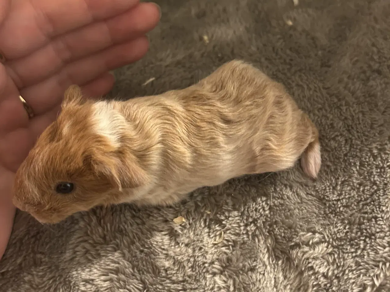 Billede 3 - Marsvin unger til slag - klar om 5 uger ✨