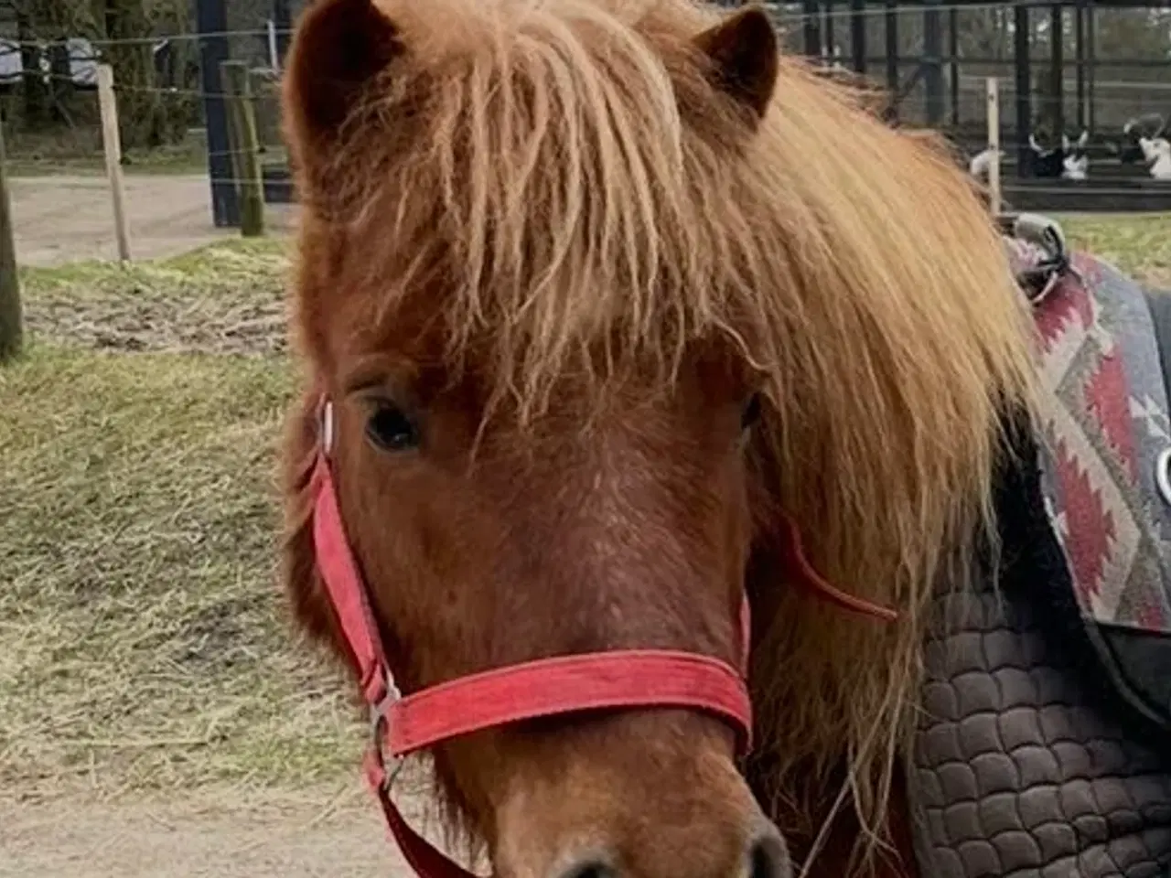 Billede 1 - Solgt - Rolig, sød shetlænder vallak 6 år sælges