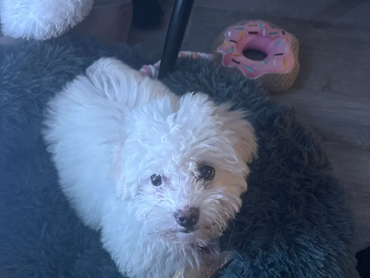 Billede 1 - Hvalp til salg🩵